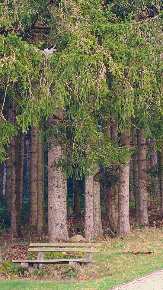Design ohne Titel (1) Kleine Katze versteckt sich auf einem Baum