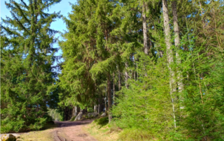 Waldweg in Schonach