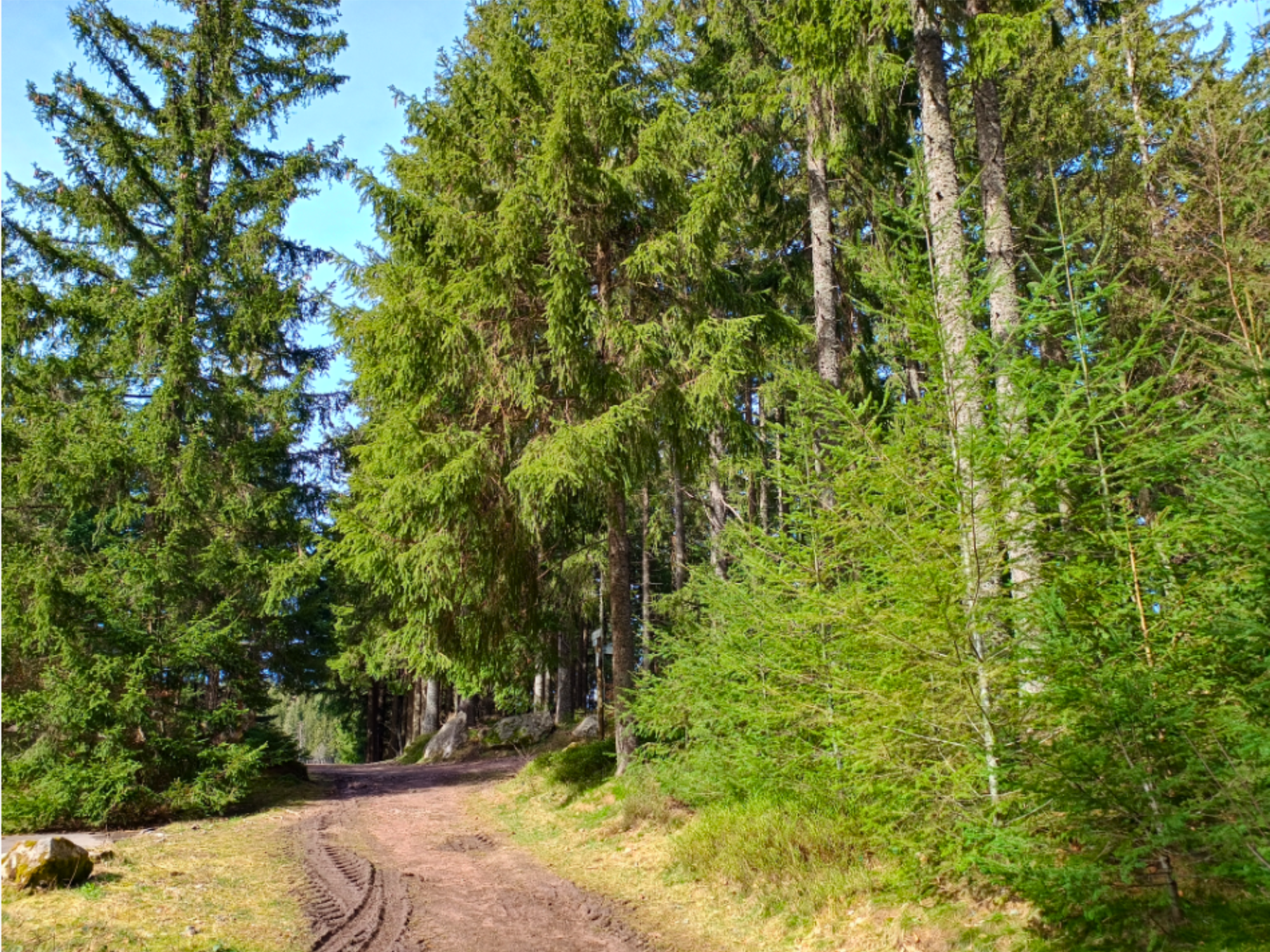 Waldweg in Schonach