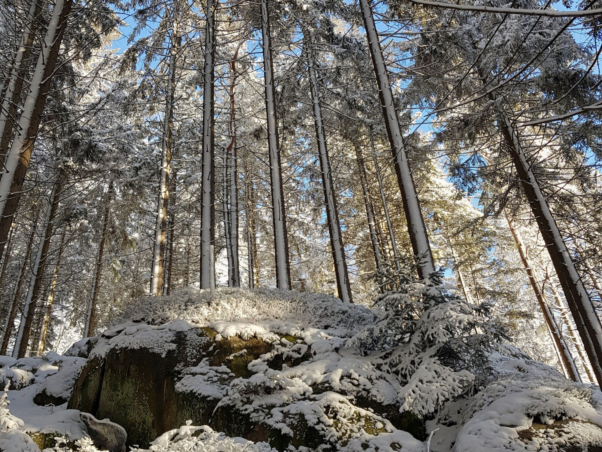 Ferienwohnung-Sonnenseite-Schonach-Schwarzwald-Winter-Wald-Schnee-Wandern-Herbst Verschneiter Tannenwald im Schwarzwald bei Schonach im Winter